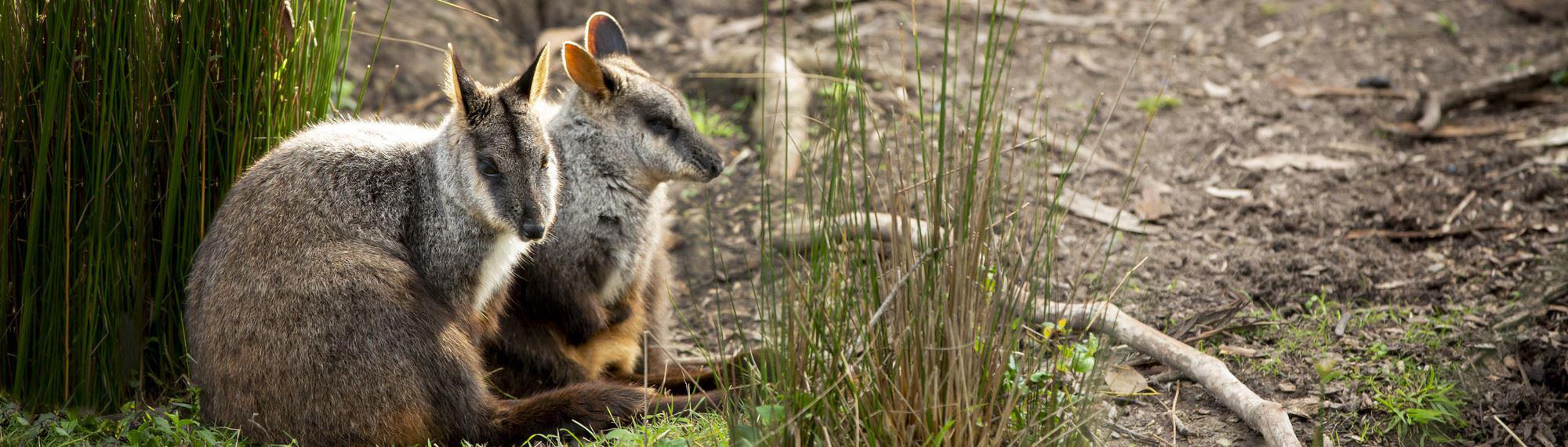 Two Brush-tailed Rock-wallabies resting in the grass.