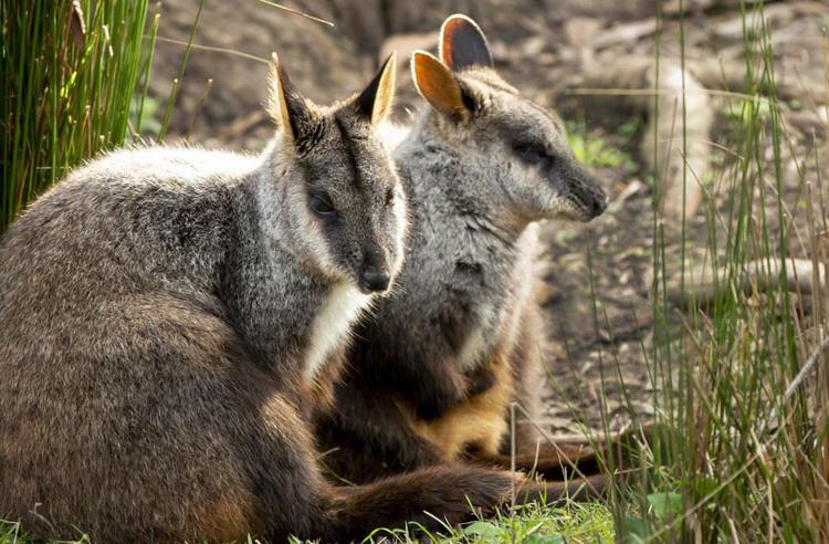 Two Brush-tailed Rock-wallabies, resting in the grass and facing right.