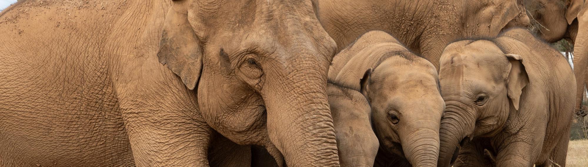 At least six Asian Elephants (three cows and three calves) in their new paddock.