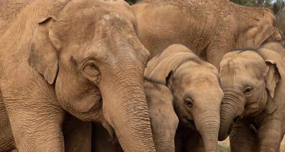 At least six Asian Elephants (three cows and three calves) in their new paddock.