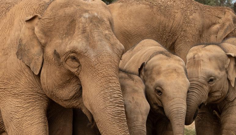 At least six Asian Elephants (three cows and three calves) in their new paddock.