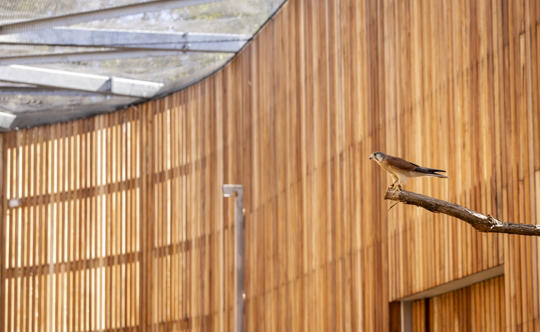 Test flights in Newly Built Raptor Rehabilitation Centre