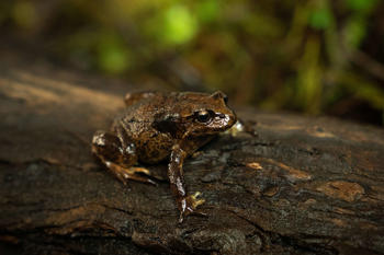 Close-up of Baw Baw Frog standing on a log, facing right.