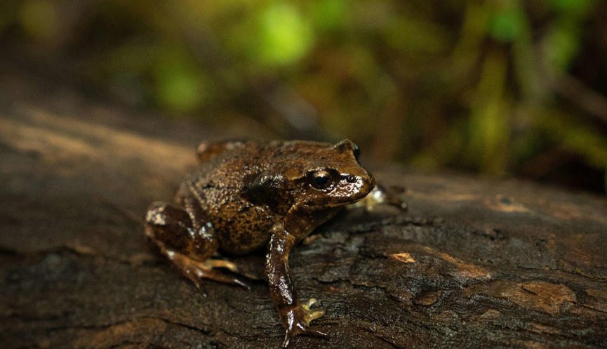 Close-up of Baw Baw Frog standing on a log, facing right.