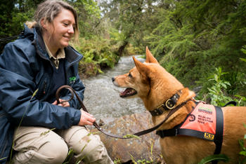 Wildlife Detection Dog Kip training in the Coranderrk bushland with Wildlife Detection Dog Officer Naomi Hodgens