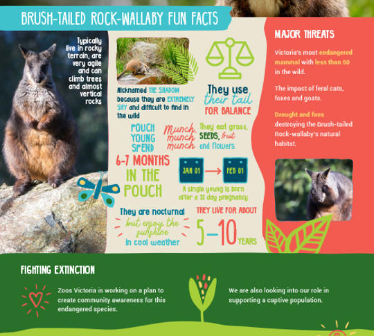 Brushed-tailed Rock-Wallaby fun facts.