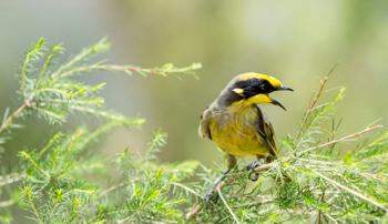 A Helmeted Honeyeater perching on a ferny branch with its head facing right and its beak open