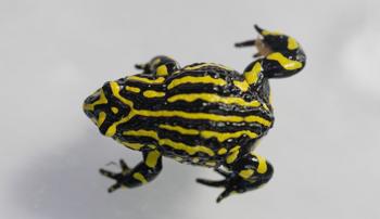 Birds eye view of a Southern Corroboree Frog standing on a white surface; the frog is black and white striped.