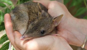 A bandicoot cuddled up in two human hands