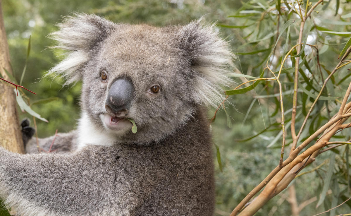 Close-up of female Koala, chewing on leaf with mouth open, looking towards the camera.