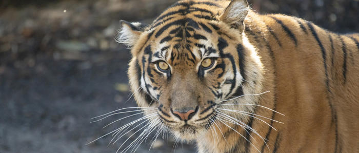 Indrah The Female Sumatran Tiger Looking Straight Ahead Towards Camera