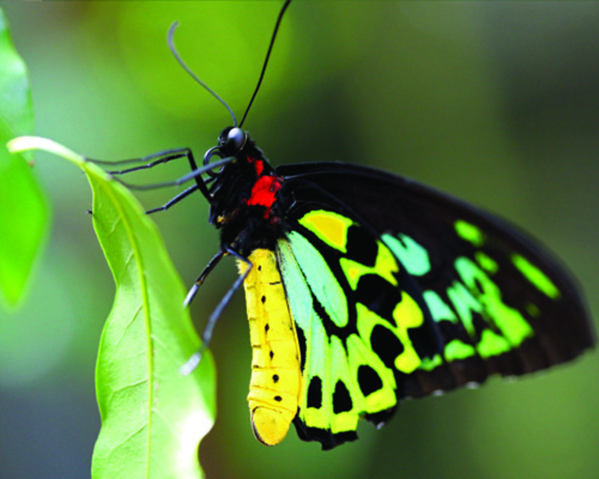 Close-up of Cairns Birdwing Butterfly, perched on a green leaf, facing up and left.