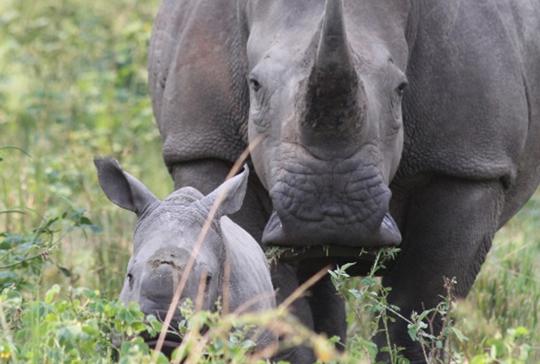 Close-up of Rhinoceros and their calf, both facing the camera while eating.