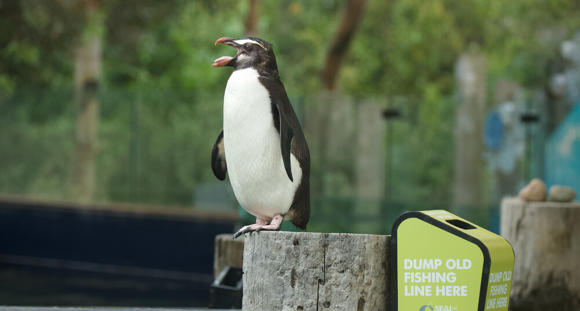 A Fiordland Penguin perched on a wooden post with open beak, next to a "Seal the Loop" bin for old fishing line.