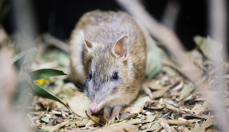 Bandicoot sitting on leaf litter, facing left of the camera