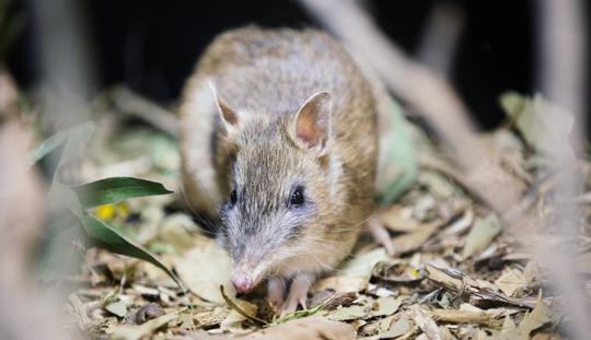 Bandicoot sitting on leaf litter, facing left of the camera