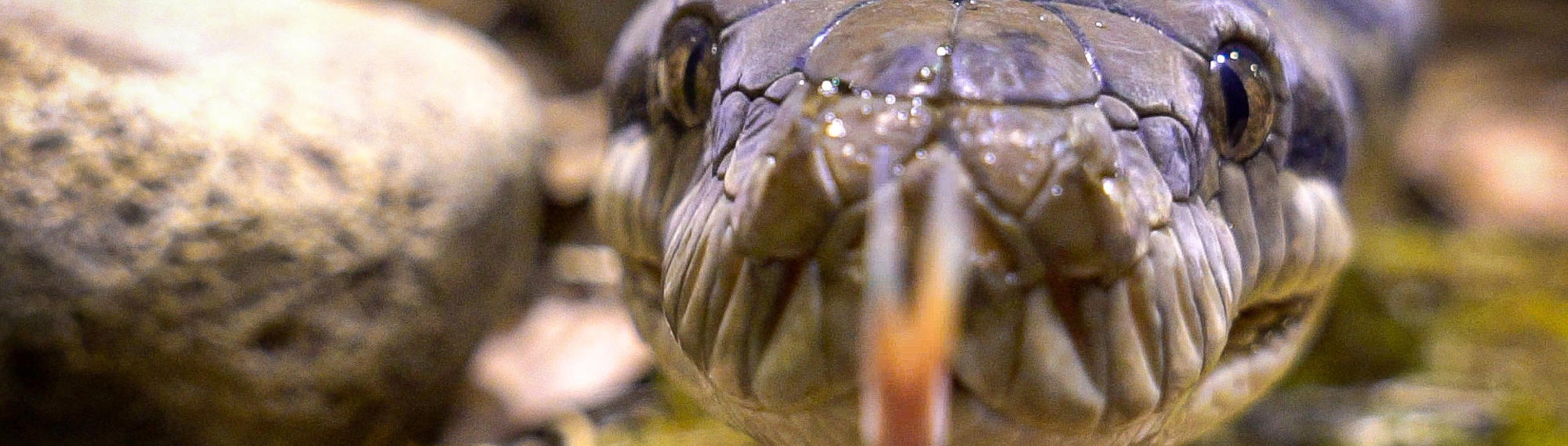 Extreme close-up of a Scrub Python with tongue out.