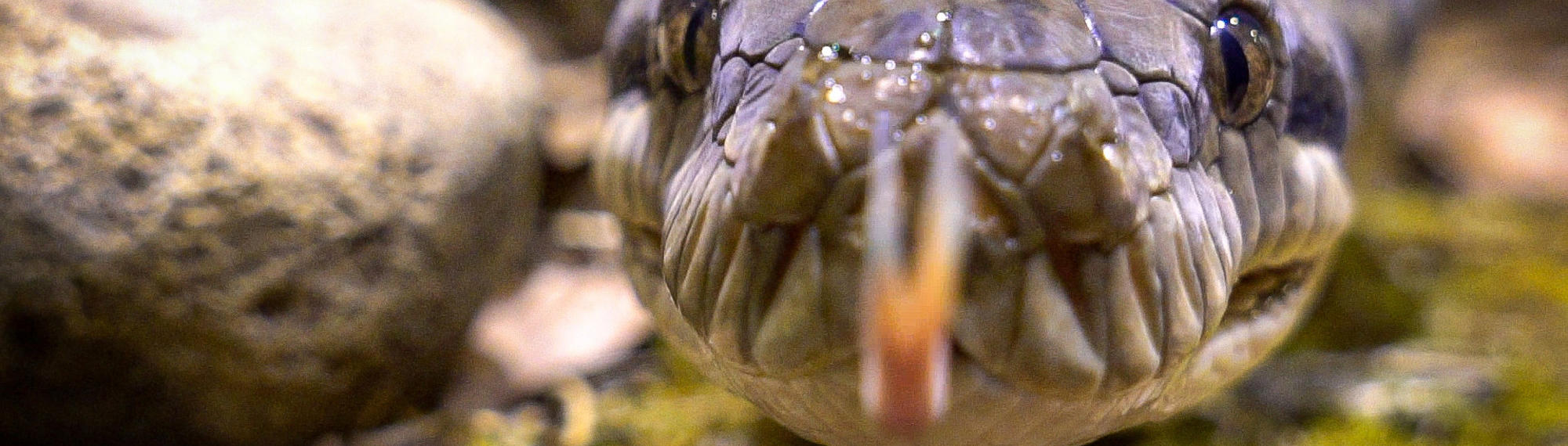 Extreme close-up of a Scrub Python with tongue out.