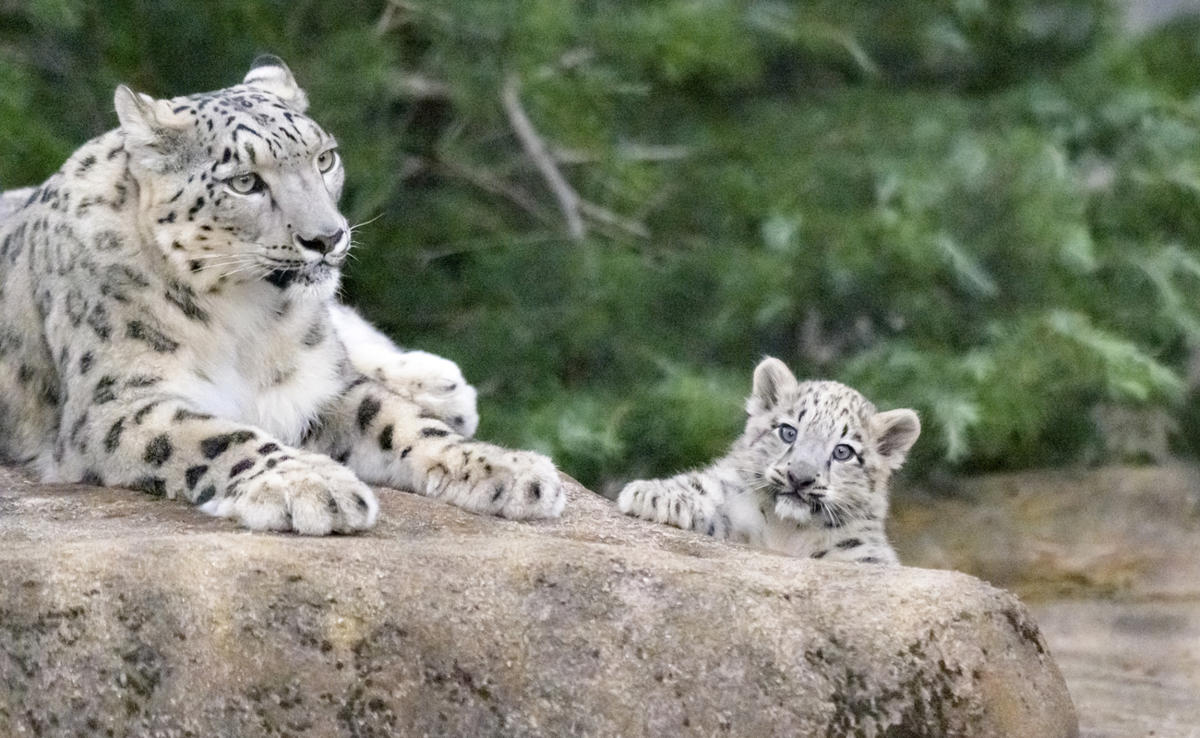 Snow leopard cub peeking out from behind a rock