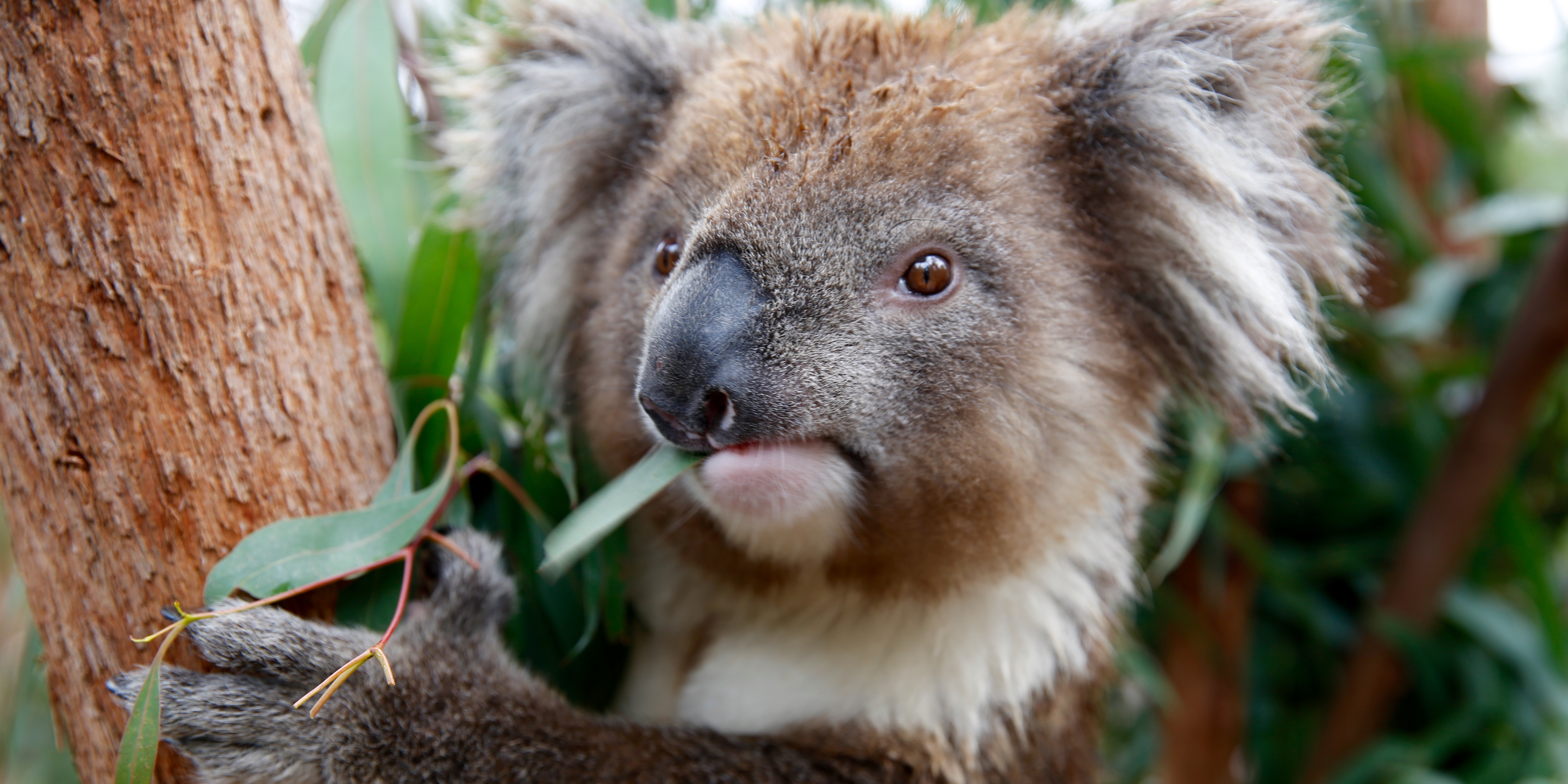 Close-up of Koala enjoying eucalyptus leaves, facing left.