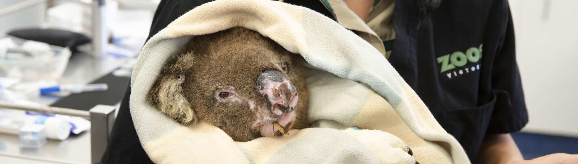 A singed Koala chews on leaves while bandaged and wrapped in a white blanket, held by a Keeper.