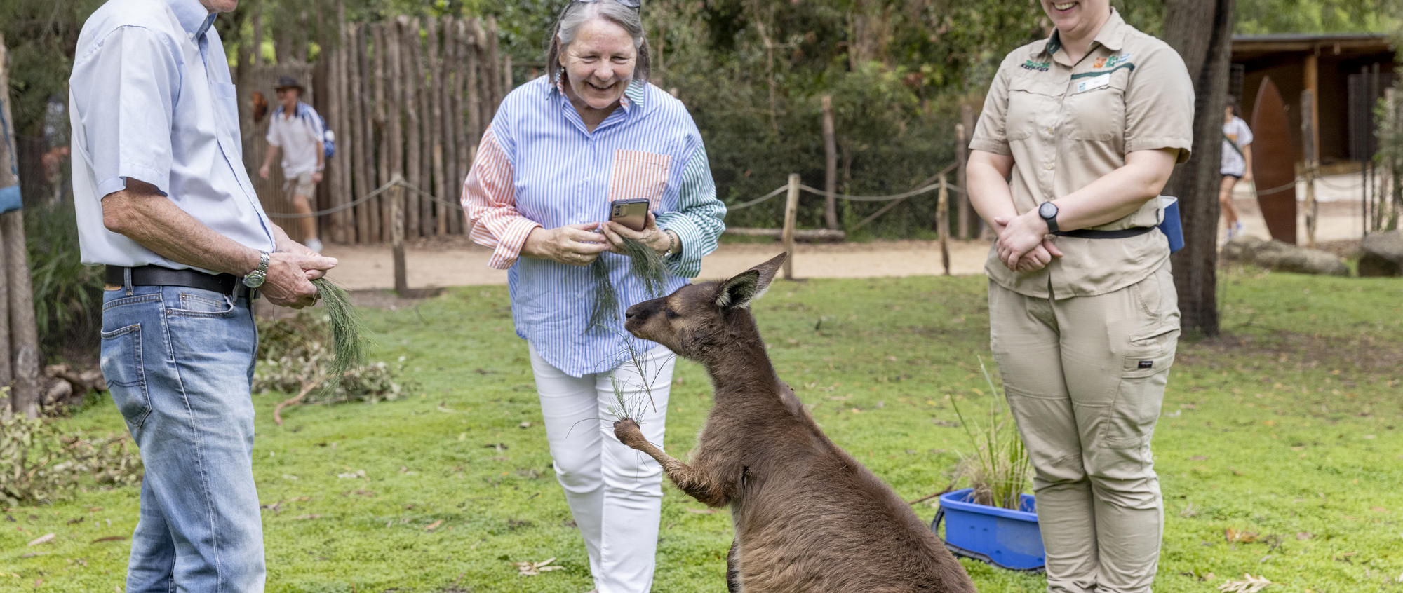 Two guests in the company of a Kangaroo Island Kangaroo and their Keeper, as they offer browse to eat.