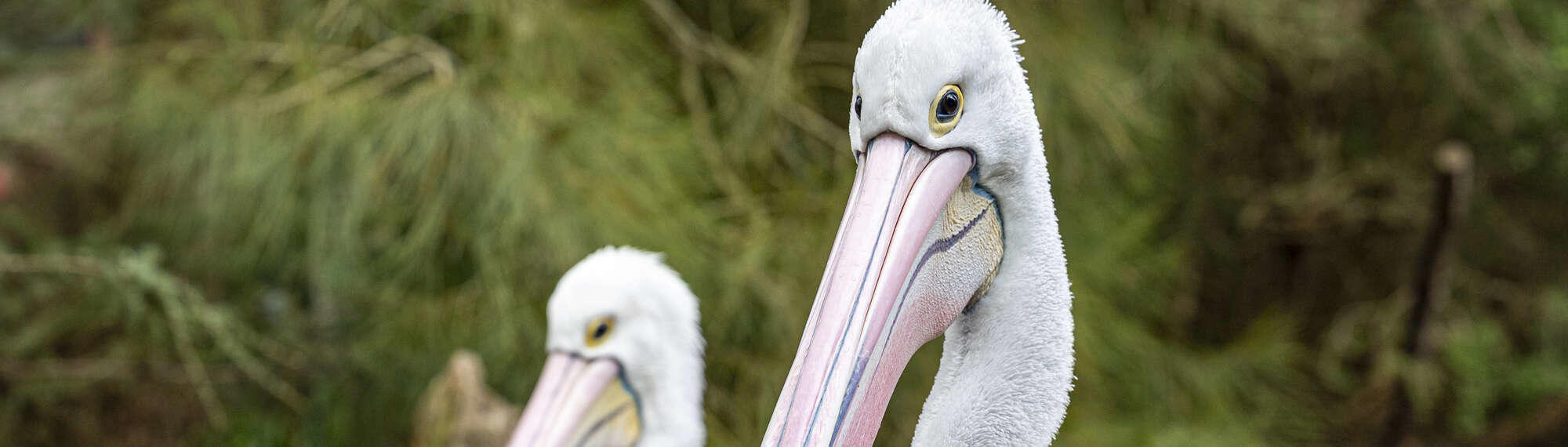 Close-up of two Australian Pelicans.