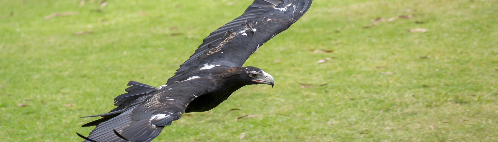 Wedge Tailed Eagle flying low along the grass with wings outstretched