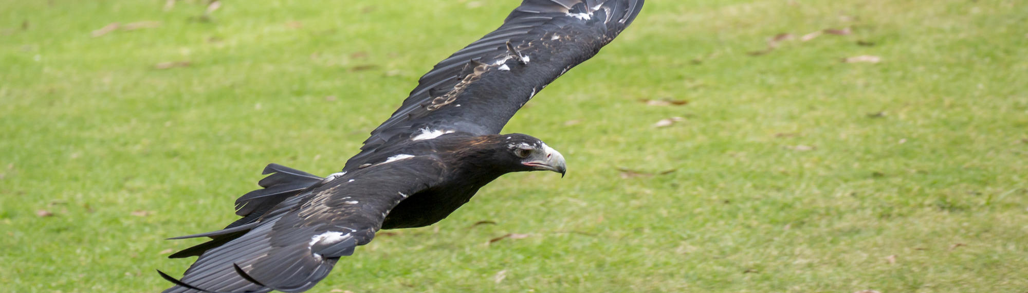 A Wedge Tailed Eagle flying low along the grass with wings outstretched.