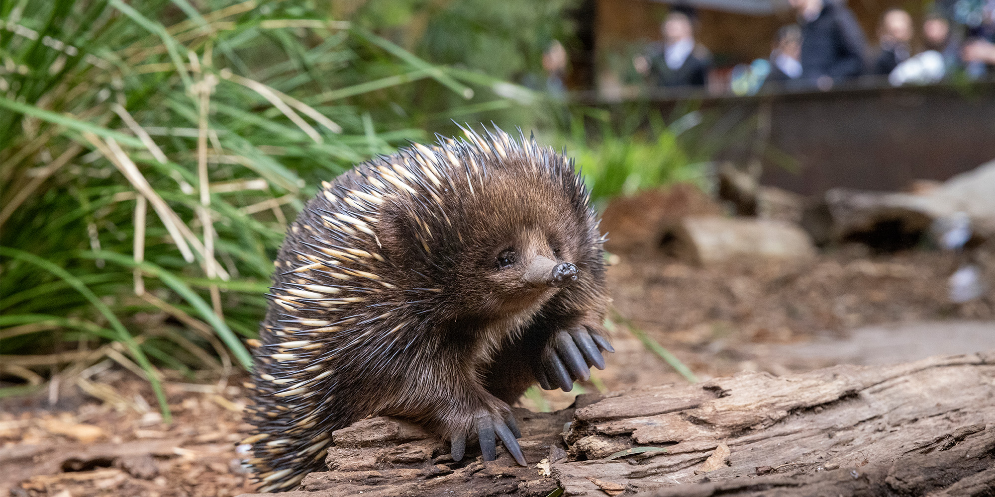 Echidna climbing over log, facing left and interacting with bubble enrichment.