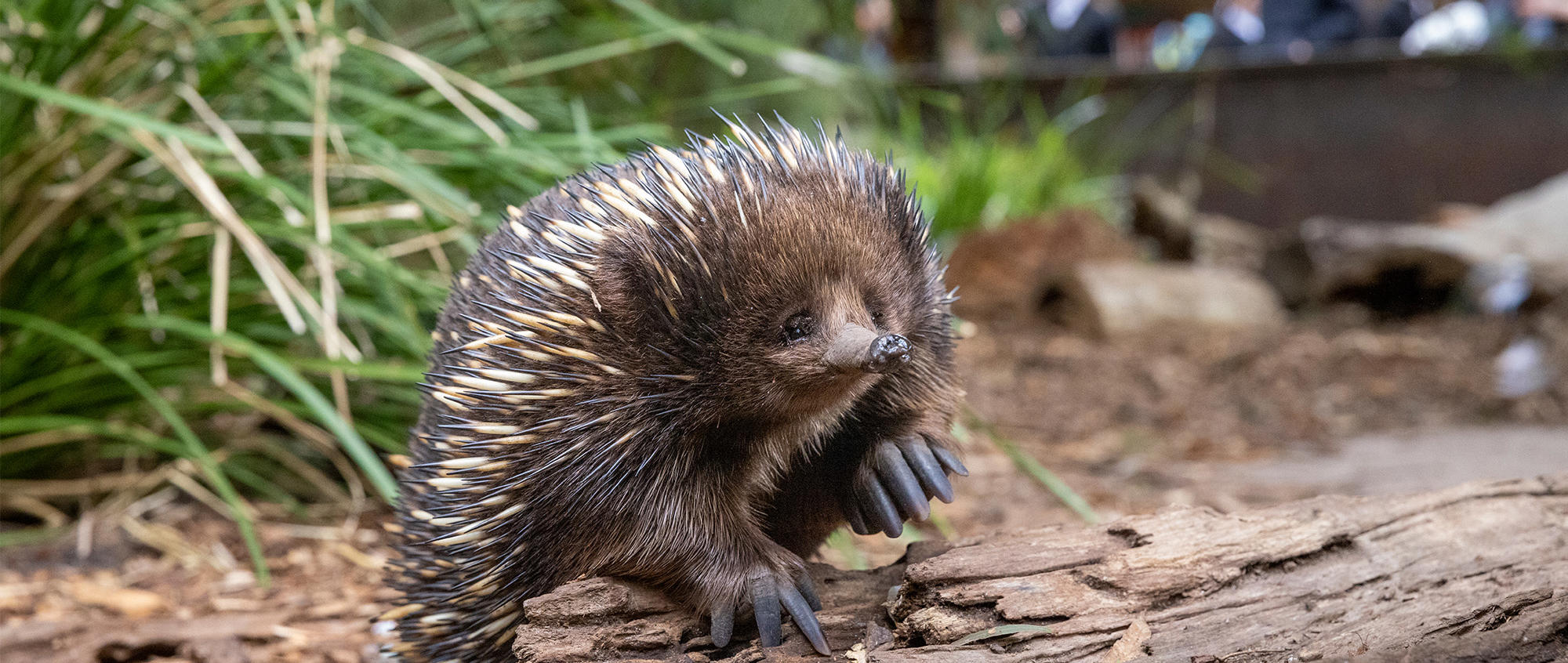 Echidna climbing over log, facing left and interacting with bubble enrichment.