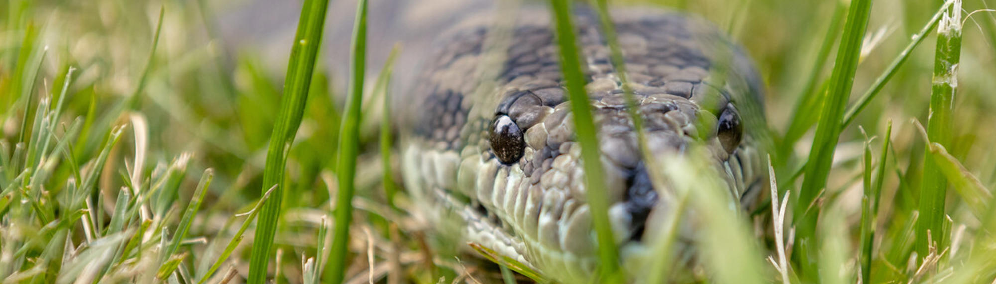 The Coastal Carpet Python Close Up Facing Camera