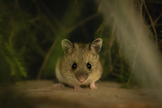 Pookilla in dark environment, facing the camera.