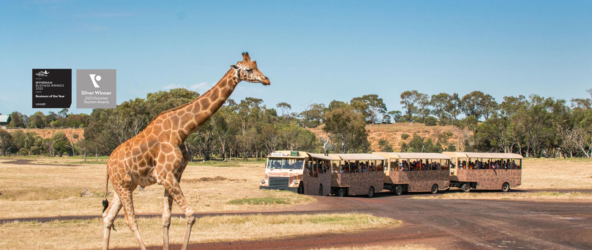 "Wyndham Business Awards... Business of the Year"; "Silver Winner, Two-thousand Twenty-five Victorian Tourism Awards" - Giraffe walking right in foreground across a grassy field, while a bus with four carriages is curving to the left, in the background.