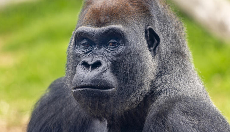 Western Lowland Gorilla close-up, pointed left and looking forward.