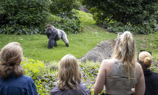 A group of four visitors are looking at a Western Lowland Gorilla on green grass. 