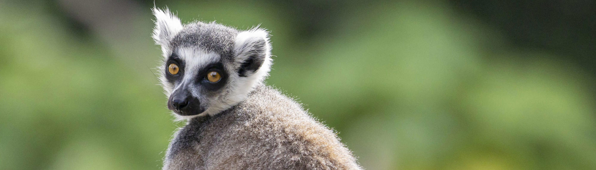 Ring Tailed Lemur looking over its shoulder, sitting enjoying the sunshine