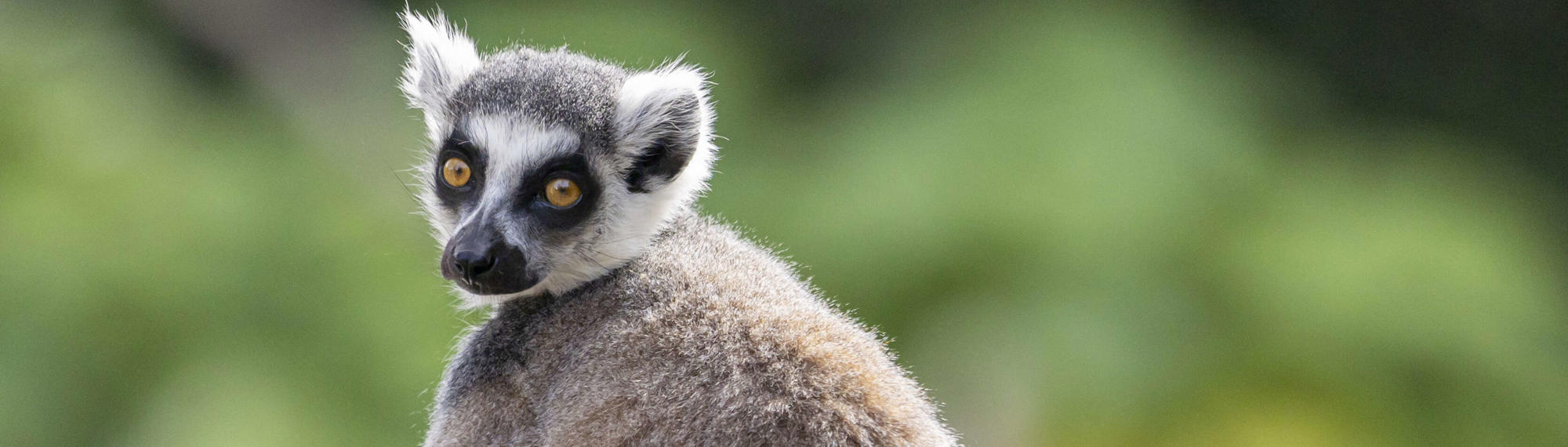 A Ring-Tailed Lemur looking over the shoulder, sitting and enjoying the sunshine.