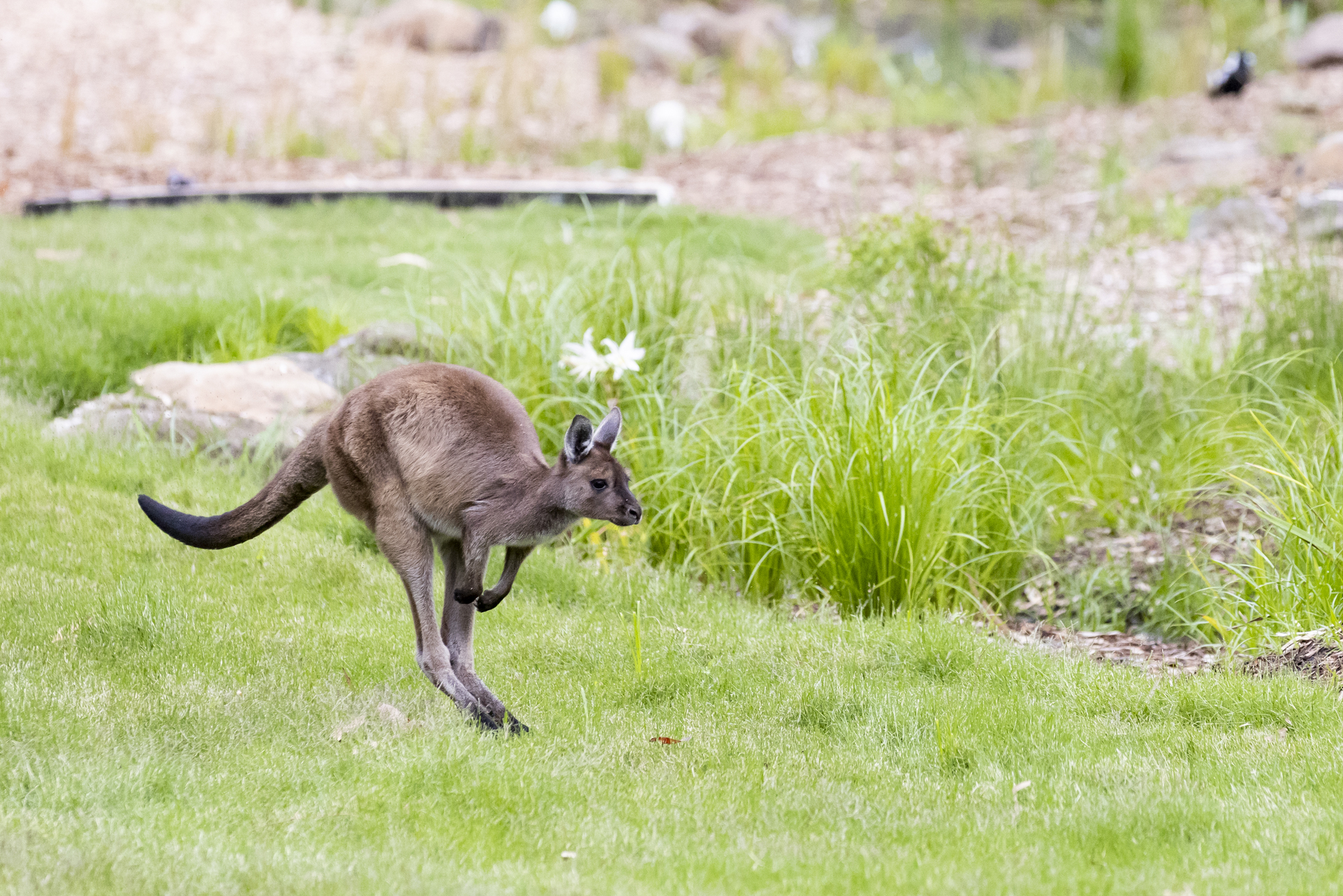 Kangaroo Island Kangaroo hopping right across a grassy habitat.