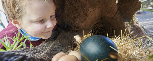 A young students smiles as he looks a bright blue ostrich egg next to smaller timber-shaded eggs