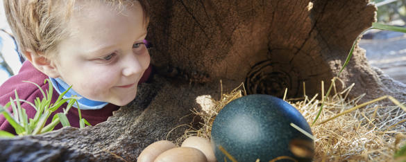 A young student smiles as he looks at a teal ostrich egg, next to three smaller tan eggs, beneath a hollow tree trunk.