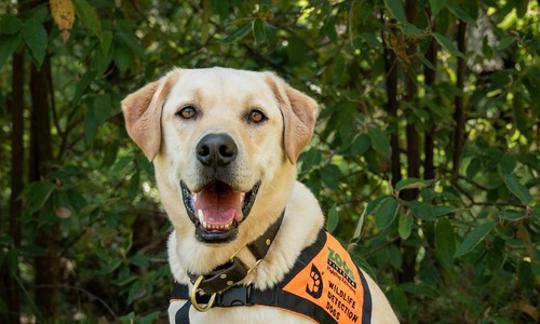 Labrador wearing an orange vest and staring at the camera with it's mouth open