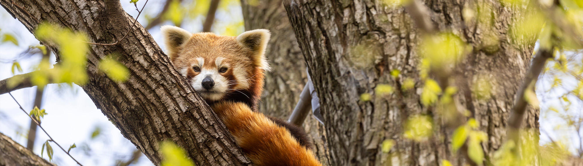 Close-up of MZ's Red Panda, sitting on a branch and looking down to the camera.