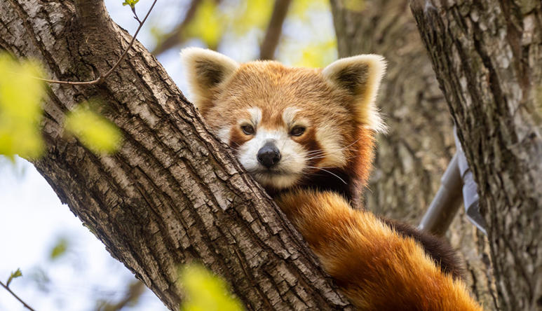 Close-up of MZ's Red Panda, sitting on a branch and looking down to the camera.