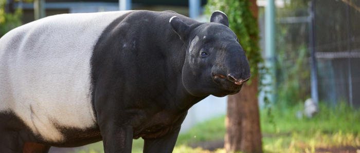 Malayan Tapir