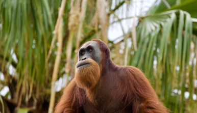 An adult Orangutan, with long orange hair, gazes into the distance. Green palm trees in the background