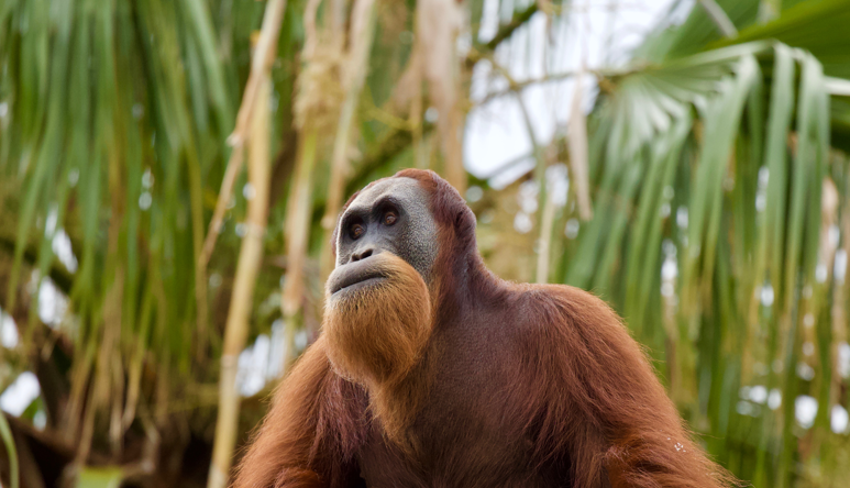 An adult Orangutan, with long deep orange hair, gazes left into the distance, with green palm trees in the background.