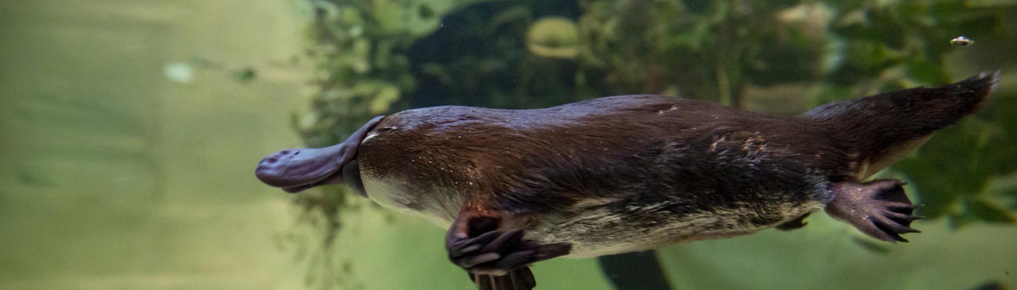 A Platypus swimming to the left of frame, seen underwater in the tank.