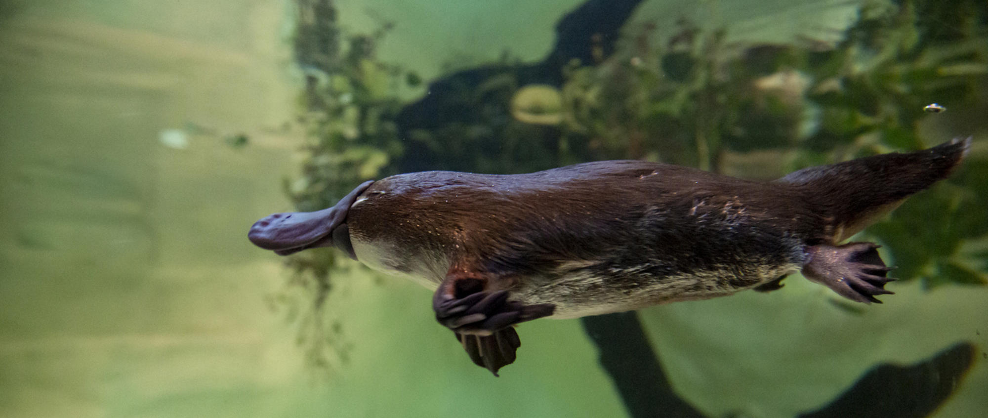 A Platypus swimming to the left of frame, seen underwater in the tank.