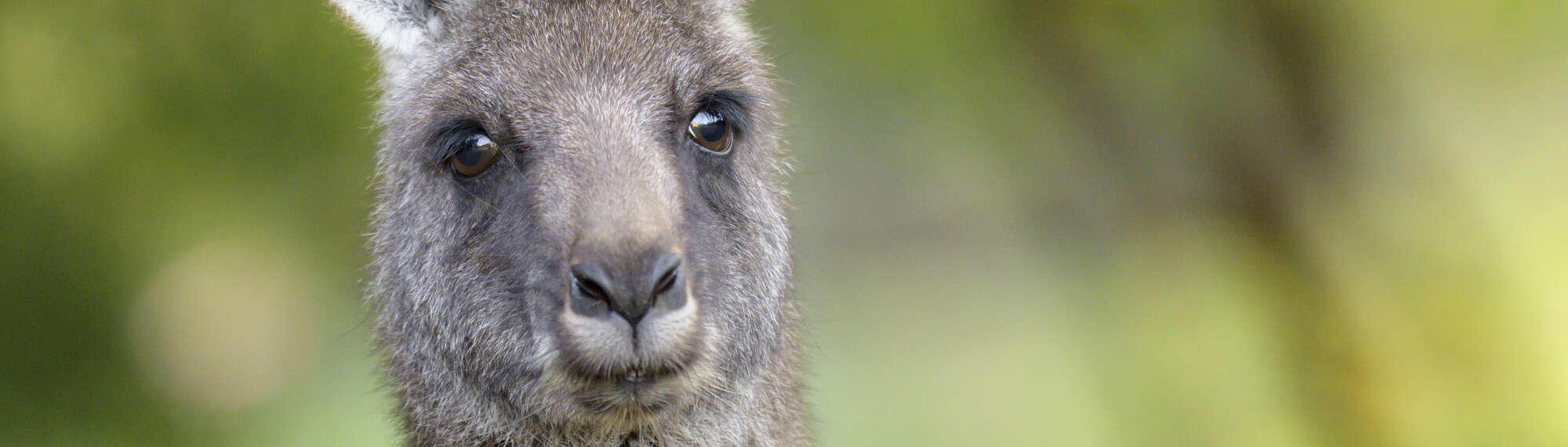 The face of a fluffy brown Eastern Grey Kangaroo 